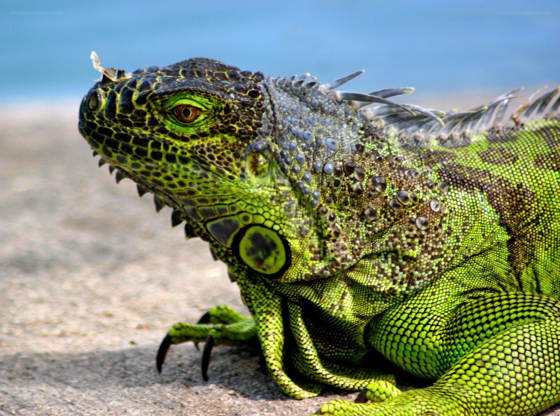 green iguana on a rock