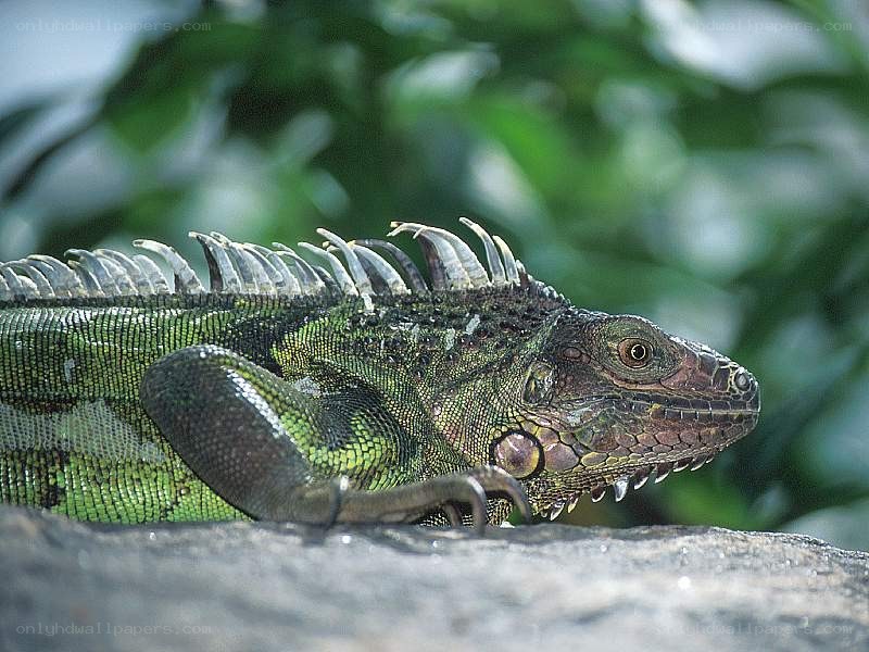 green iguana on a rock