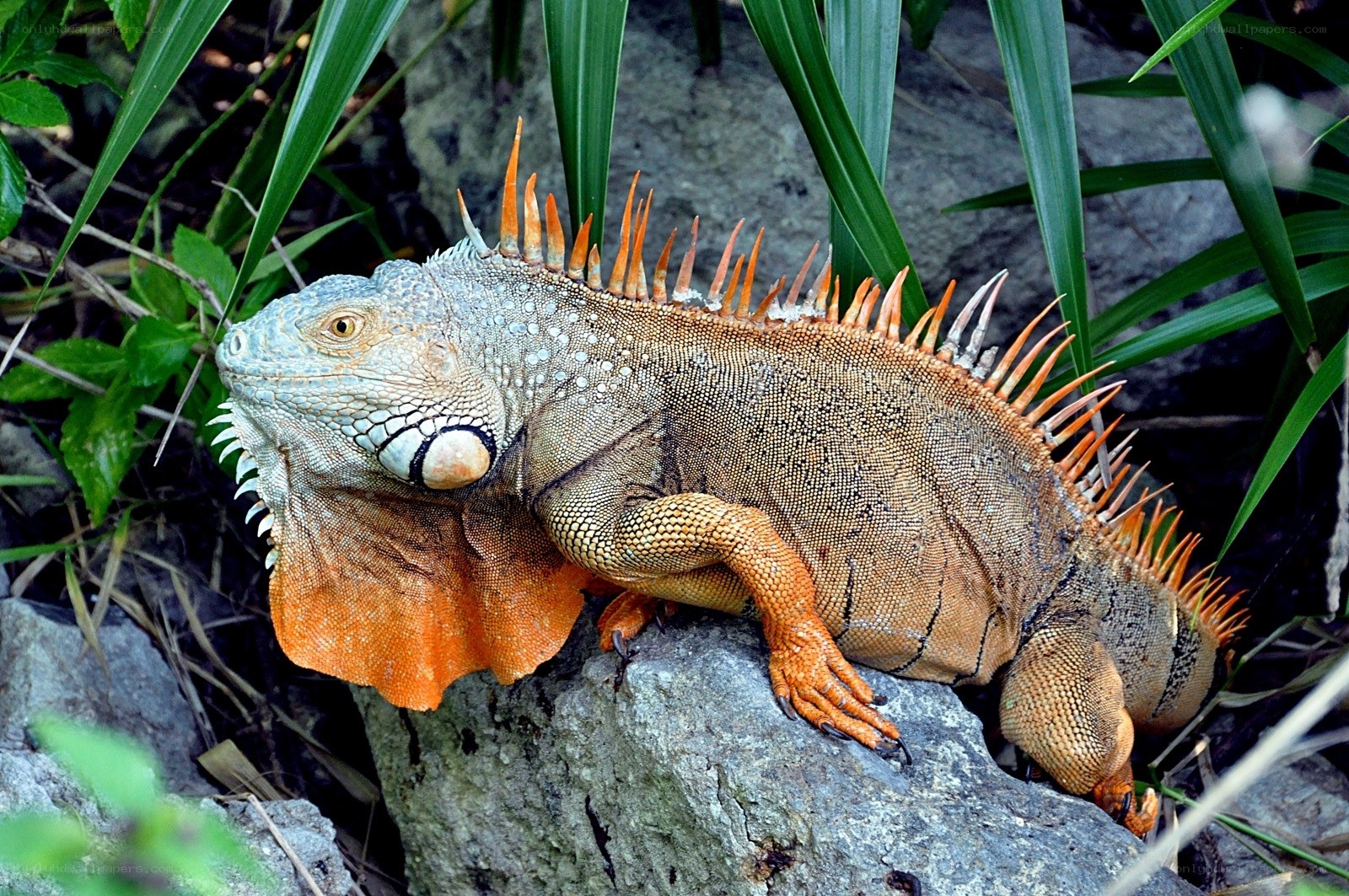 Green iguana on a rock