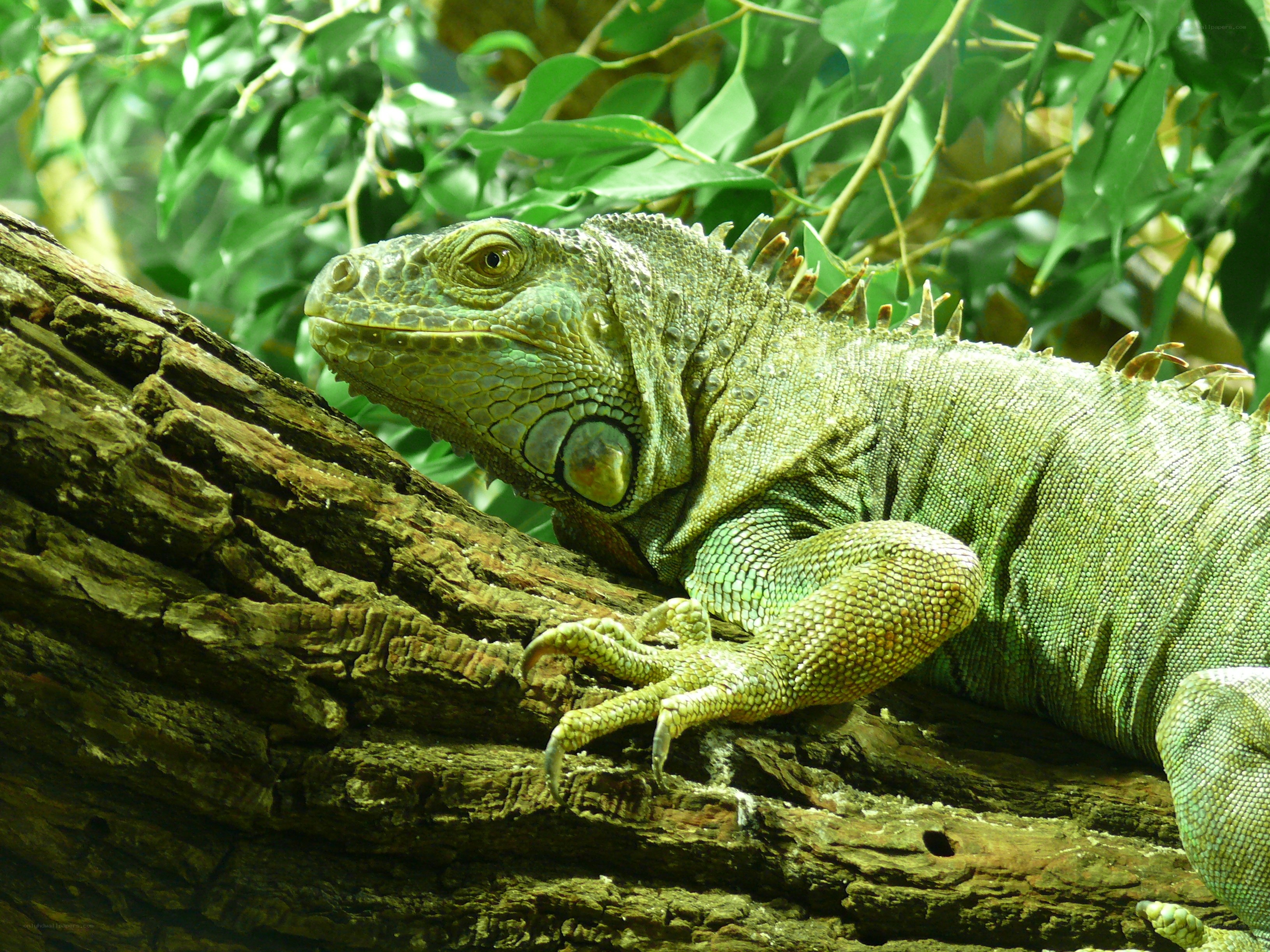 Green iguana on a tree branch