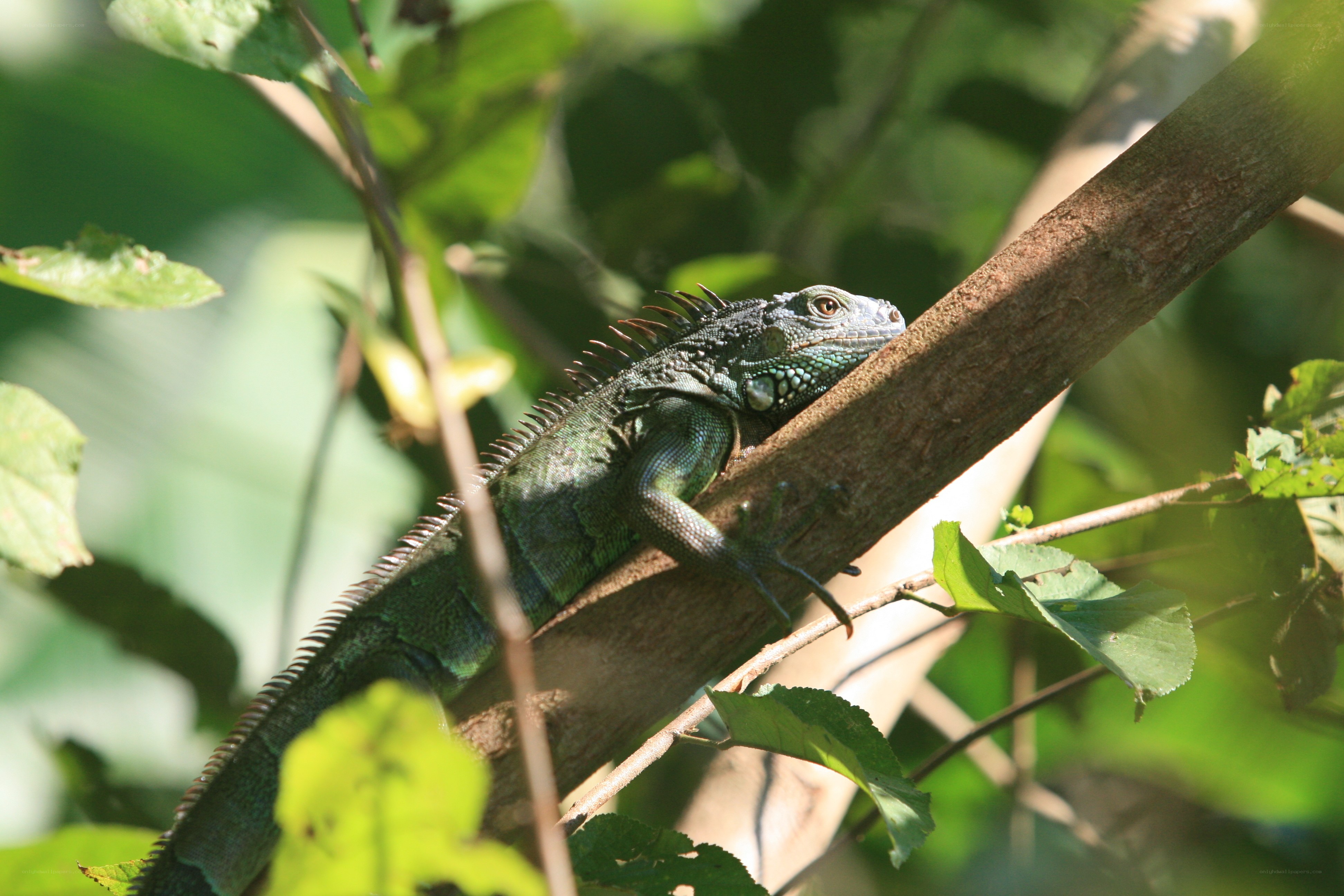 Green iguana on a tree branch