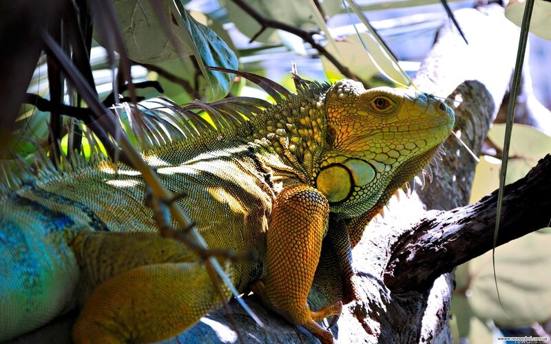 Green iguana on a tree branch