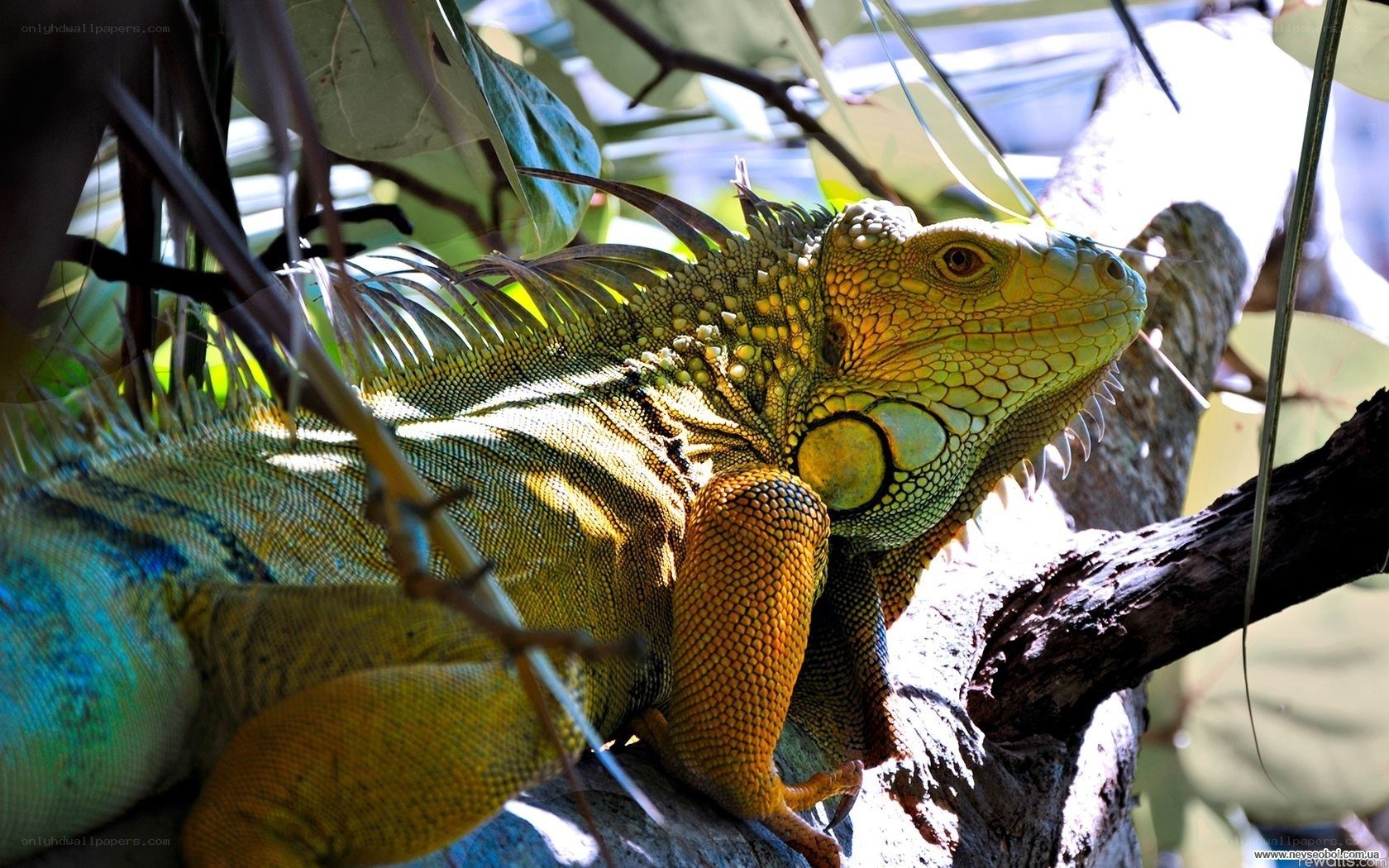 Green iguana on a tree branch