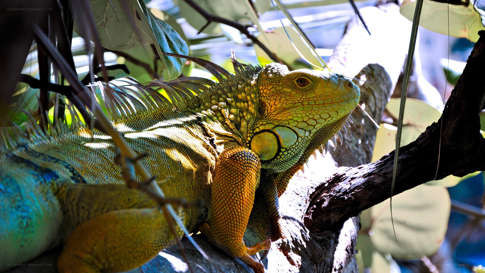 Green iguana on a tree branch