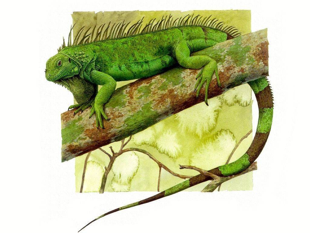 Green iguana on a tree branch