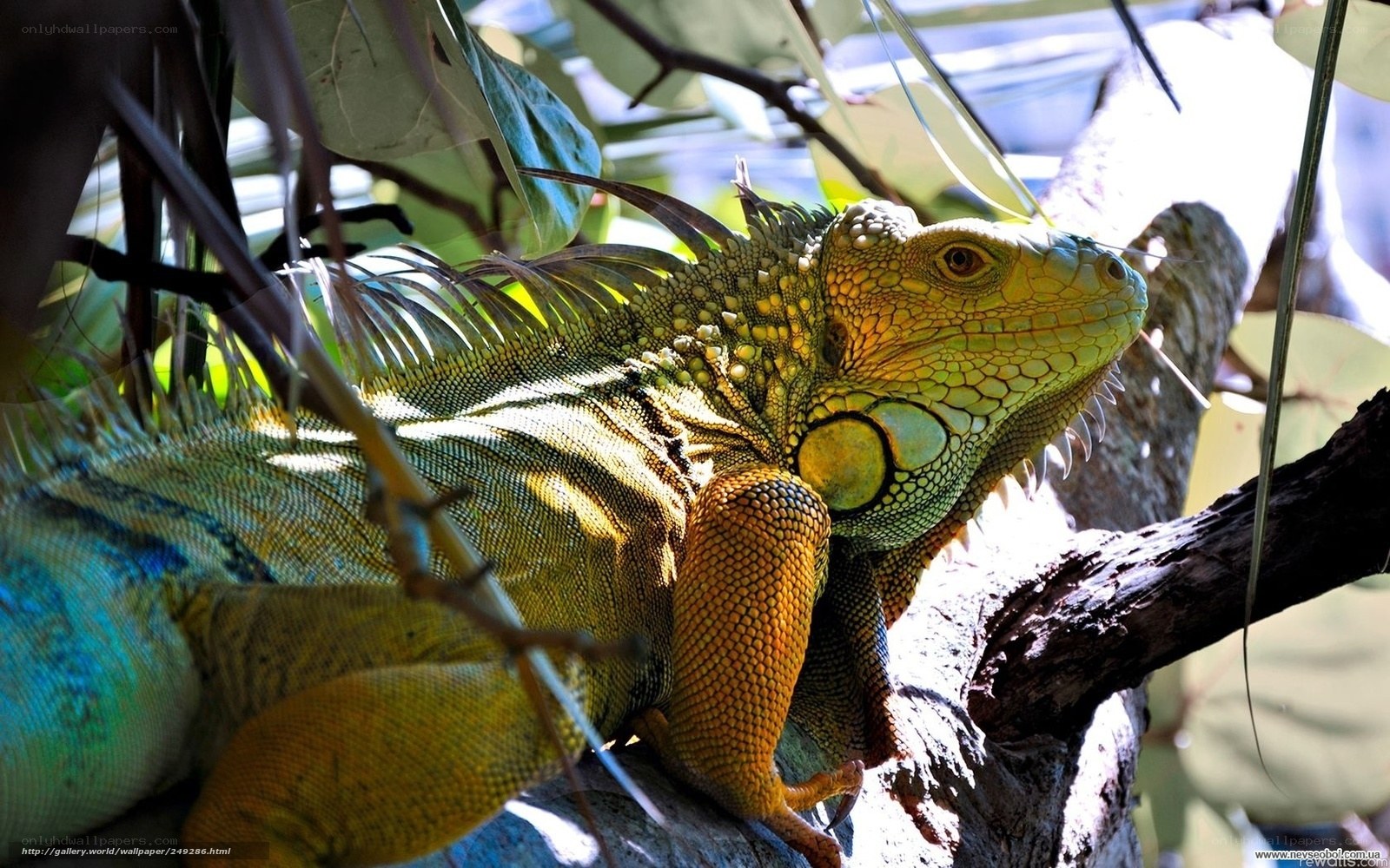 Green iguana on a tree branch
