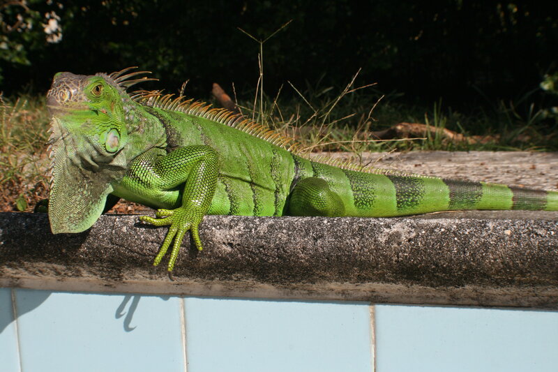 green iguana on a wall