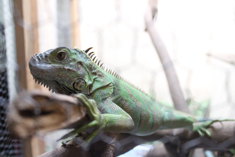 Green Iguana on Branch — Calm, Photograph, Cage
