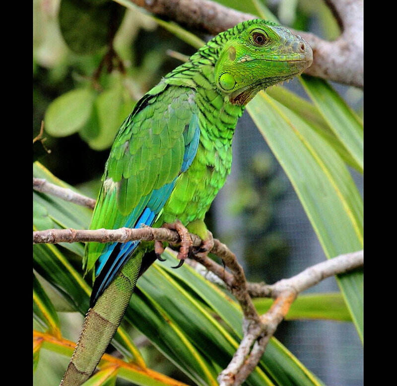 Green Iguana on Branch — Calm, Photograph, Leaves