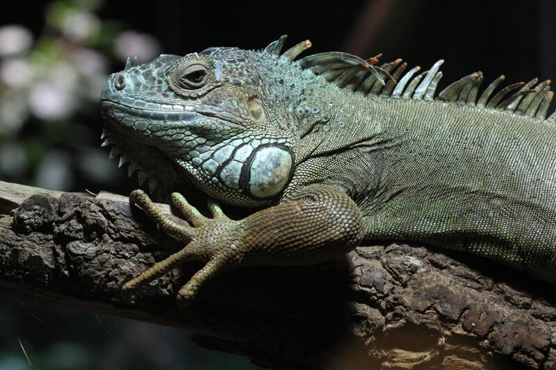 Green Iguana on Branch — Calm, Photograph, Reptile, Brown