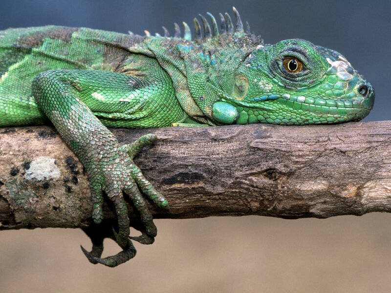 Green Iguana on Branch — Calm, Photograph, Scales