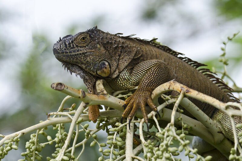 Green Iguana on Branch — Calm, Photograph
