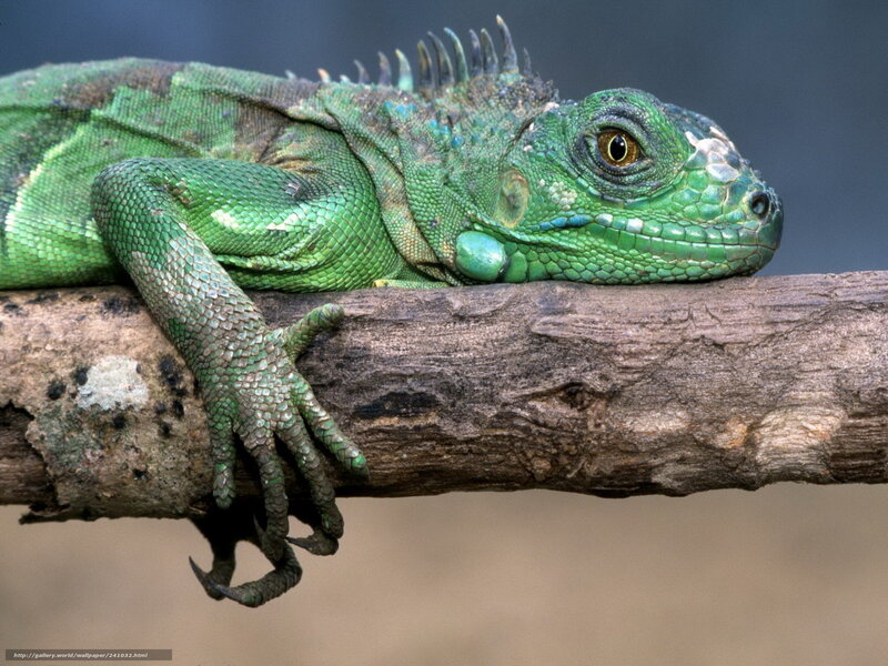 Green Iguana on Branch — Calm