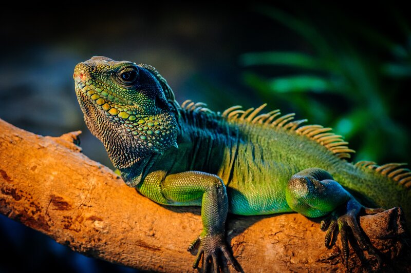 Green Iguana on Branch — Dramatic, Photograph, Forest, Brown