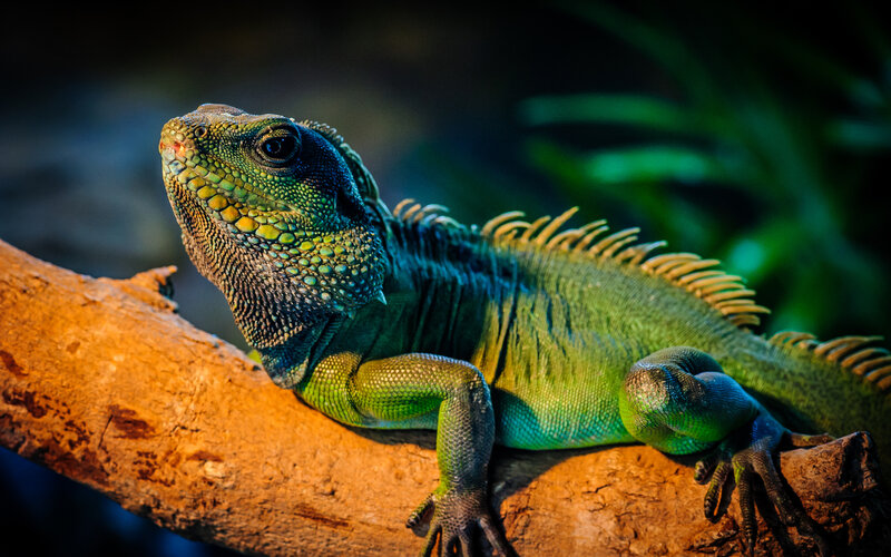 Green Iguana on Branch — Dramatic, Photograph