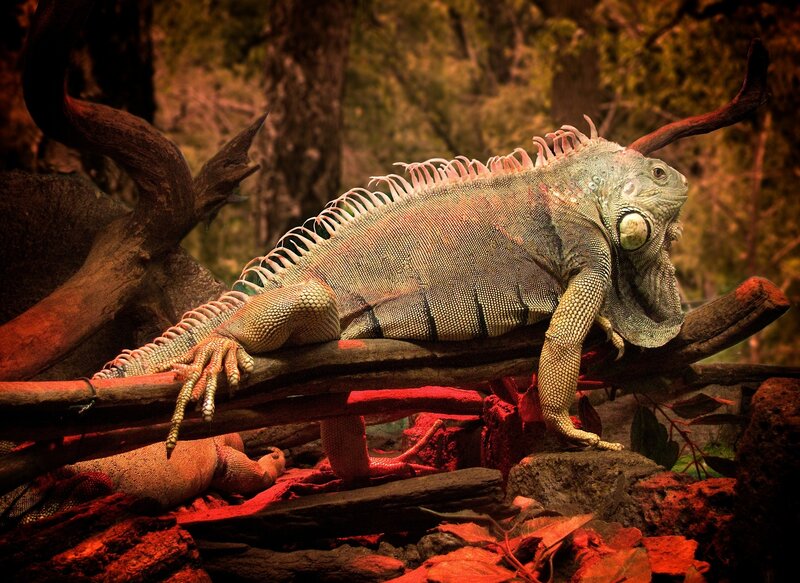 Green Iguana on Branch — Dramatic