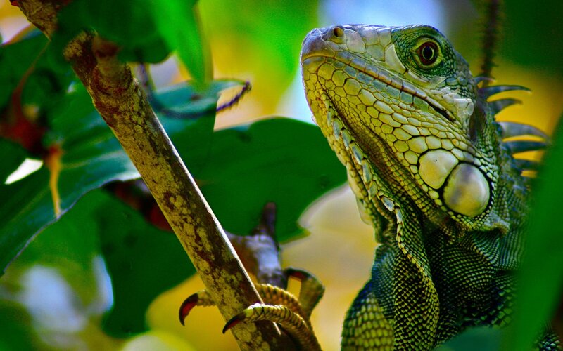 Green Iguana on Branch — Natural, Afternoon, Photograph, Leaves
