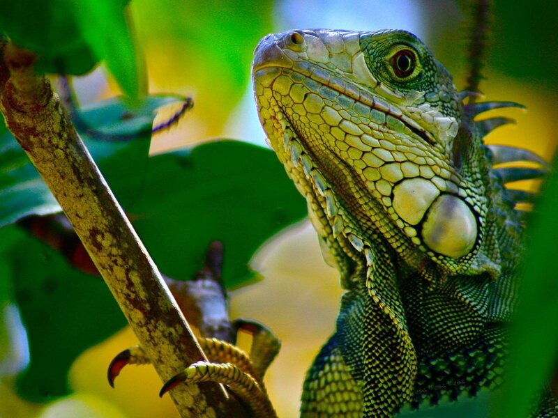 Green Iguana on Branch — Natural, Afternoon