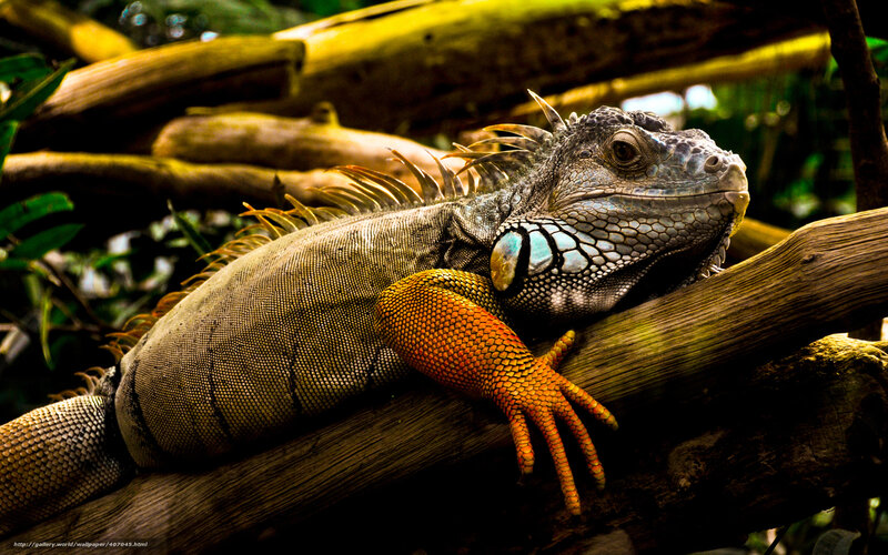 Green Iguana on Branch — Natural, Photograph, Forest, Reptile