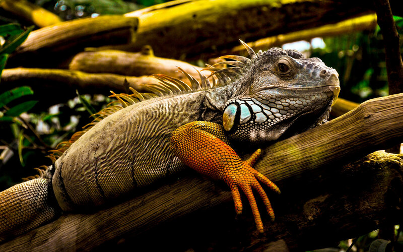 Green Iguana on Branch — Natural, Photograph