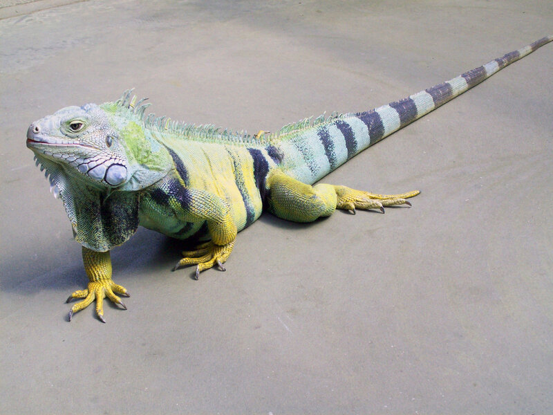 Green Iguana on Concrete — Calm, Afternoon