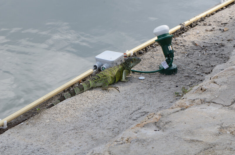 Green Iguana on Concrete — Calm