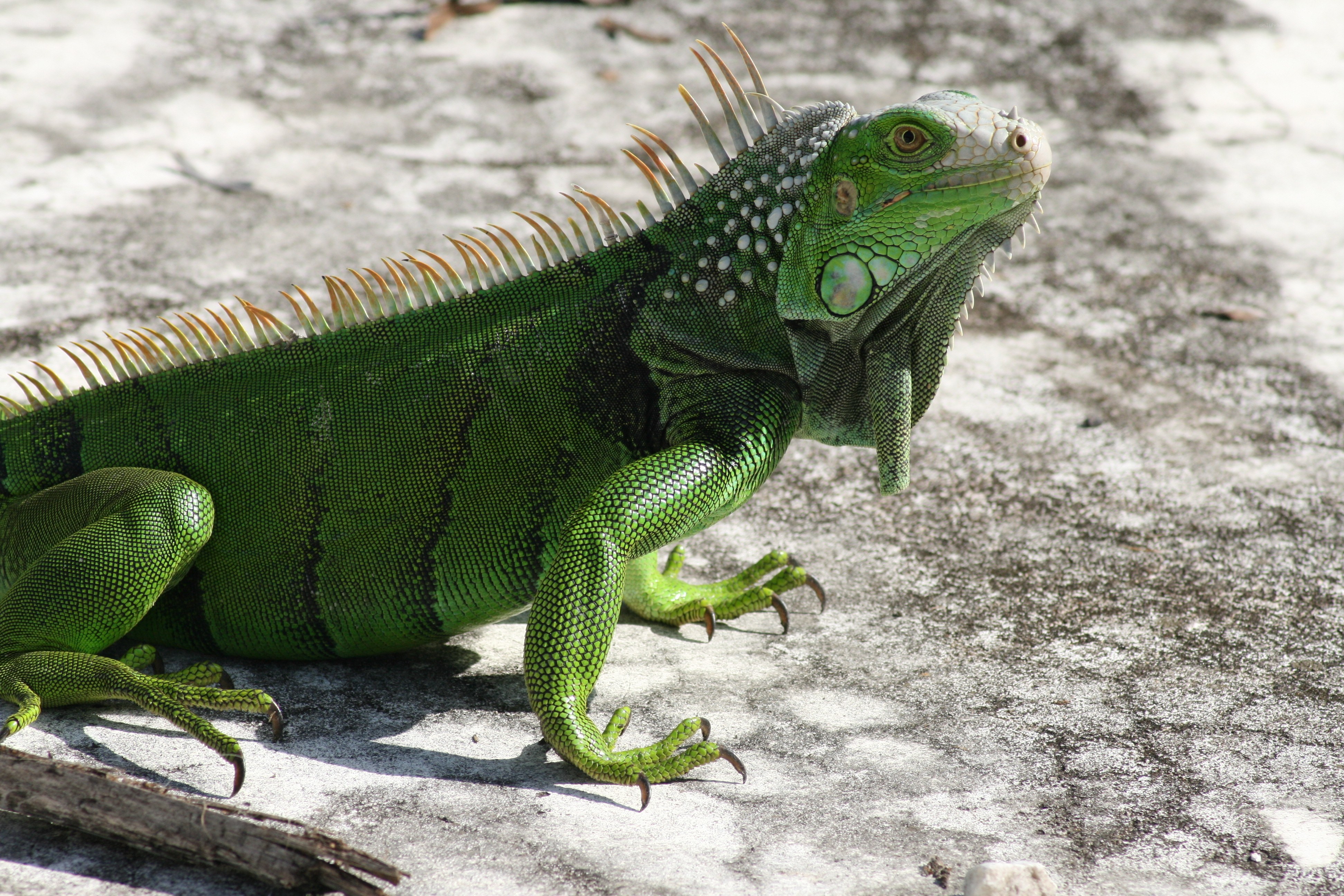 green iguana on concrete