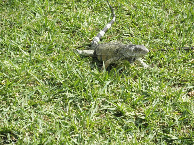 Green Iguana on Grass — Calm