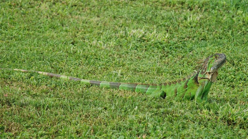 Green Iguana on Grass