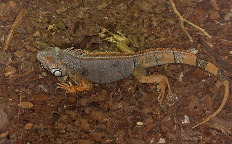 Green Iguana on Ground — Brown