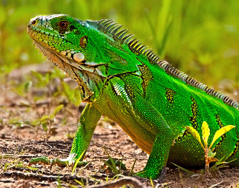 Green Iguana on Ground