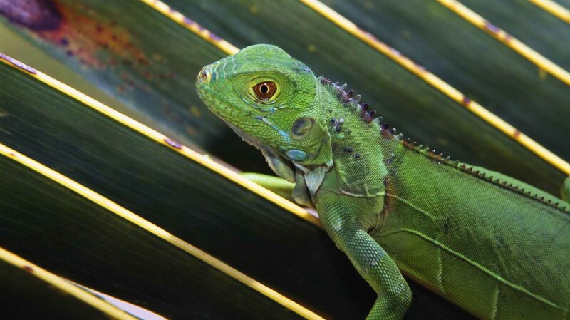green iguana on leaf