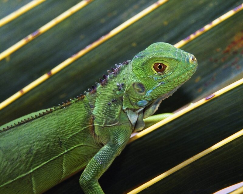 green iguana on leaf