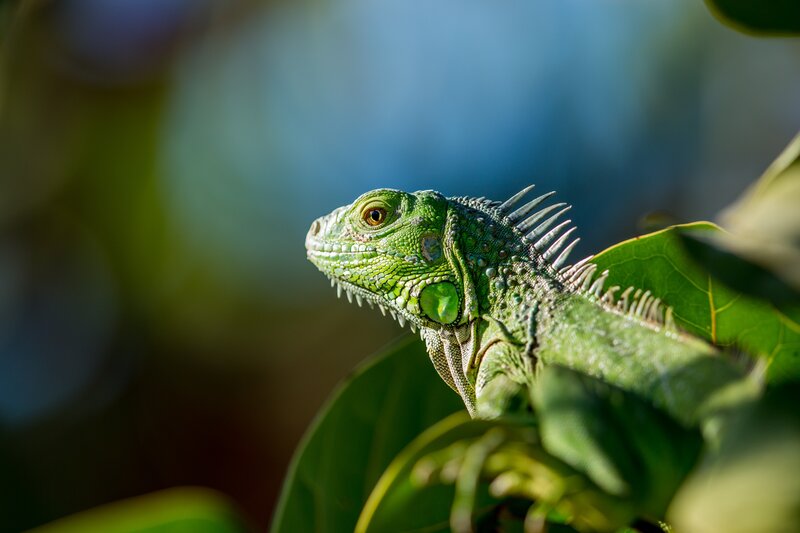 Green Iguana on Leaf — Calm, Afternoon