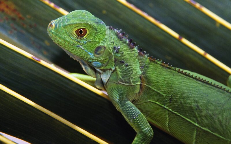 Green Iguana on Leaf — Calm, Photograph, Spines