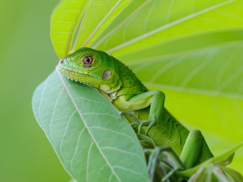 Green Iguana on Leaf — Calm, Photograph