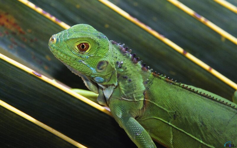 Green Iguana on Leaf — Calm