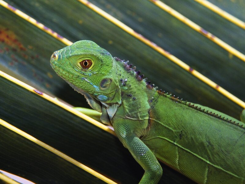 green iguana on leaf