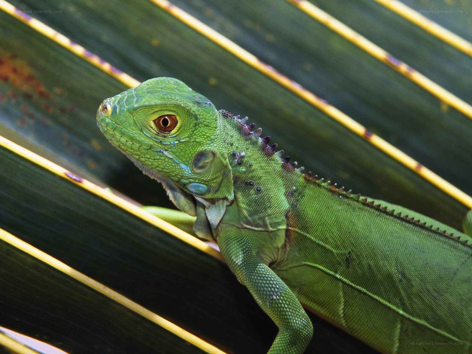 green iguana on leaf
