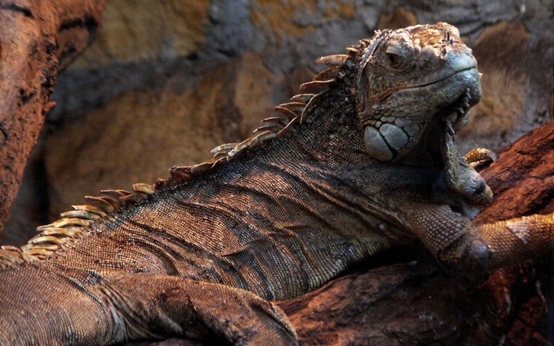 Green Iguana on Log — Brown, Calm, Photograph, Rock