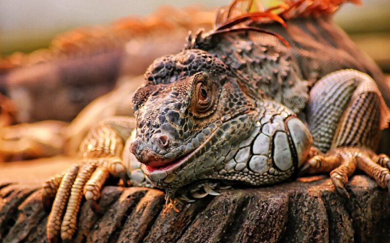 Green Iguana on Log — Brown