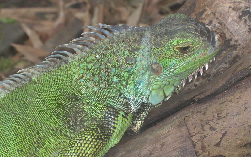 Green Iguana on Log — Calm, Photograph, Forest Floor