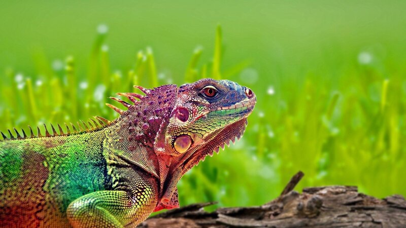 Green Iguana on Log — Calm, Photograph, Grass