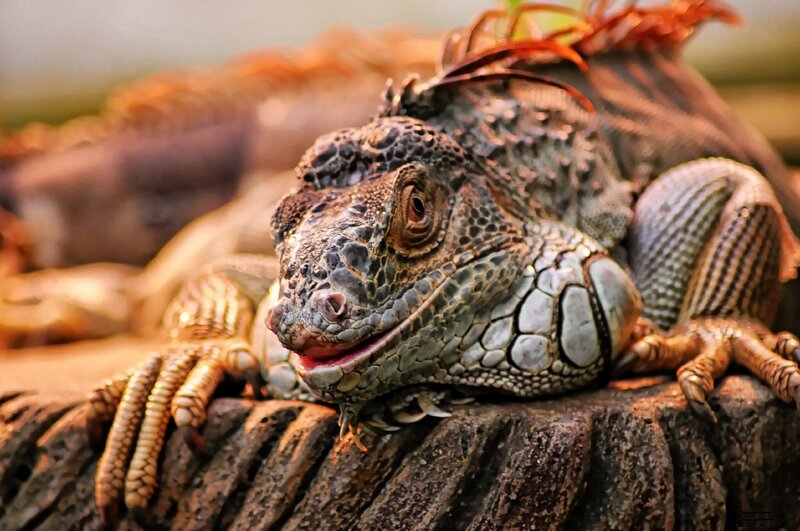 Green Iguana on Log — Calm, Photograph, Reptile