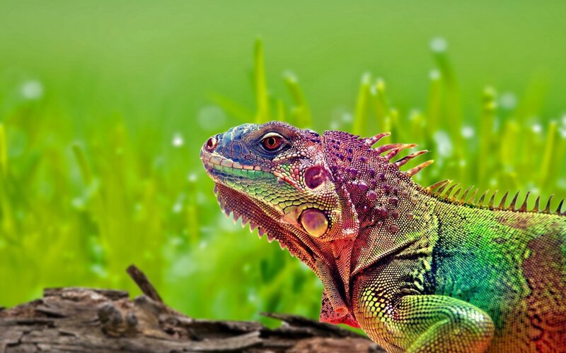 Green Iguana on Log — Calm, Photograph