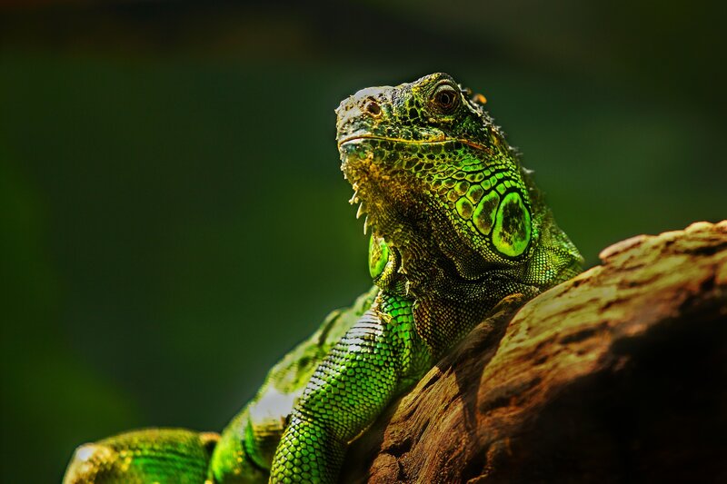 Green Iguana on Log — Dramatic