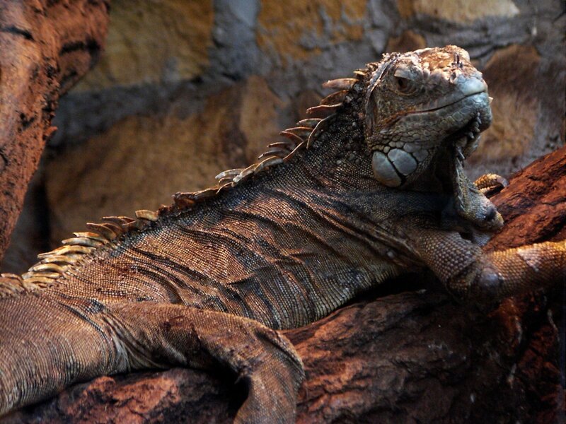 Green Iguana on Log