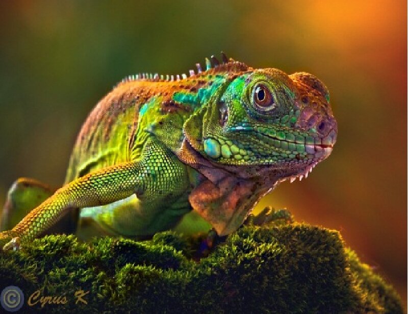 Green Iguana on Moss