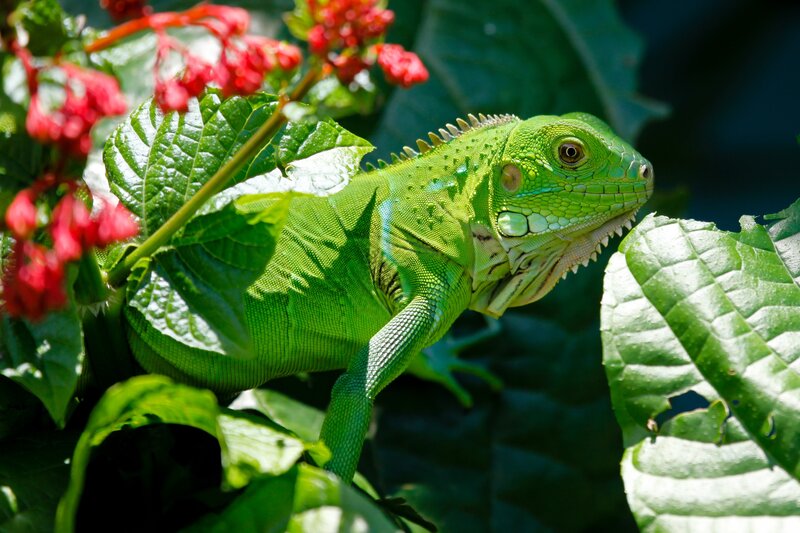 Green Iguana on Plant