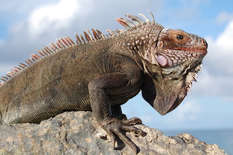 Green Iguana on Rock — Brown